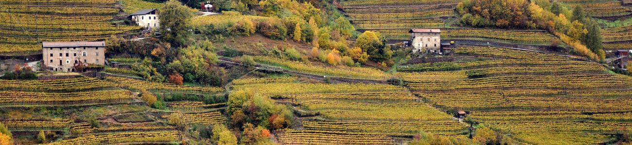 I vitigni storici del Trentino, tra identità e mercato