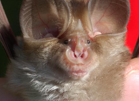 Parliamo di... PIPISTRELLI