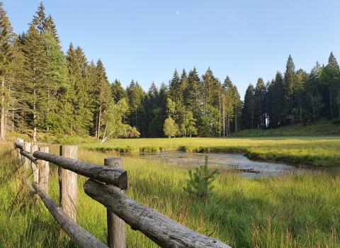Il Lago di Valda, torbiera d'alta quota