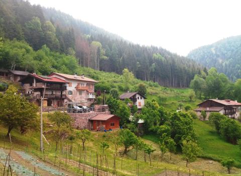 Voci dal bosco