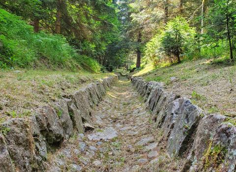 Voci dal bosco