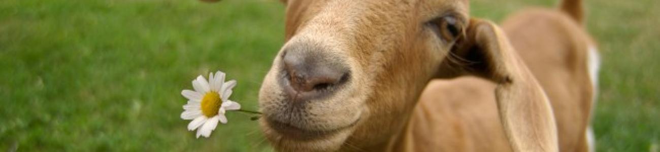 Piccolo allevamento e biodiversità Piccolo allevamento e biodiversità